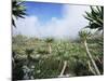 Giant Lobelias in Highlands, Guassa Region, Ethiopia-George Chan-Mounted Photographic Print