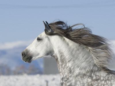 'Grey Andalusian Stallion Head Profile While Cantering, Longmont
