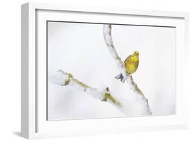 Yellowhammer (Emberiza Citrinella) Perched on Snowy Branch. Perthshire, Scotland, UK, February-Fergus Gill-Framed Photographic Print