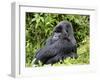 Male Silverback Mountain Gorilla Sitting, Watching, Volcanoes National Park, Rwanda, Africa-Eric Baccega-Framed Photographic Print