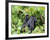 Female Mountain Gorilla Carrying Baby on Her Back, Volcanoes National Park, Rwanda, Africa-Eric Baccega-Framed Photographic Print