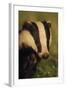 Portrait of an Adult Badger (Meles Meles), Derbyshire, UK-Andrew Parkinson-Framed Photographic Print