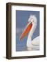 Dalmatian Pelican (Pelecanus Crispus) Portrait, Lake Kerkini, Macedonia, Greece, February 2009-Peltomäki-Framed Photographic Print