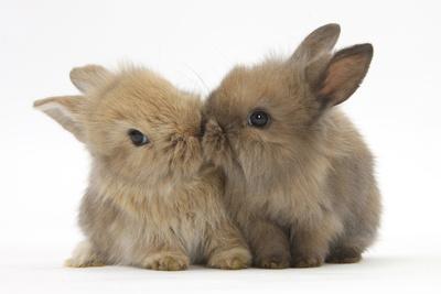 Photographic Print, , small