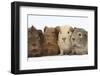 Four Baby Guinea Pigs, Each a Different Colour-Mark Taylor-Framed Photographic Print