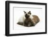 Ragdoll Kitten, 12 Weeks, with Lionhead Rabbit-Mark Taylor-Framed Photographic Print