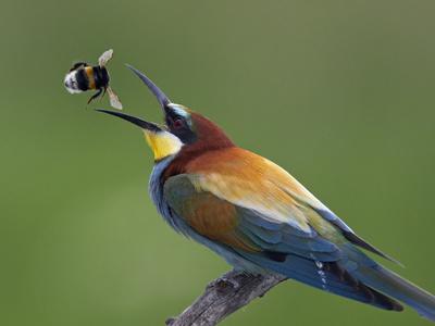 Photographic Print, , small