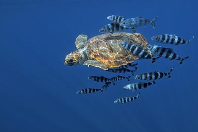 Photographic Print, , small