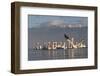 Dalmatian Pelicans (Pelecanus Crispus) One Stretching Wings, on Lake Kerkini, Macedonia, Greece-Peltomäki-Framed Photographic Print