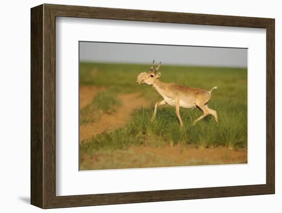 Male Saiga Antelope (Saiga Tatarica) Running, Cherniye Zemli (Black Earth) Nr, Kalmykia, Russia-Shpilenok-Framed Photographic Print