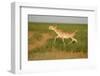 Male Saiga Antelope (Saiga Tatarica) Running, Cherniye Zemli (Black Earth) Nr, Kalmykia, Russia-Shpilenok-Framed Photographic Print