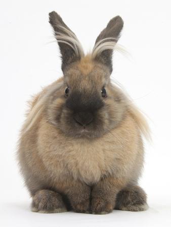 Photographic Print, , small