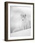 Arctic Fox Male Portrait, Norway-Pete Cairns-Framed Photographic Print