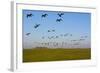 Brent Geese (Branta Bernicla) in Flight, Hallig Hooge, Germany, April 2009-Novák-Framed Photographic Print