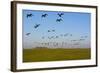 Brent Geese (Branta Bernicla) in Flight, Hallig Hooge, Germany, April 2009-Novák-Framed Photographic Print