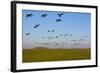 Brent Geese (Branta Bernicla) in Flight, Hallig Hooge, Germany, April 2009-Novák-Framed Photographic Print