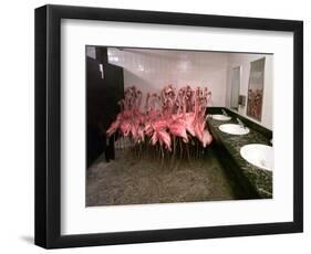 Caribbean Flamingos from Miami's Metrozoo Crowd into the Men's Bathroom-null-Framed Photographic Print