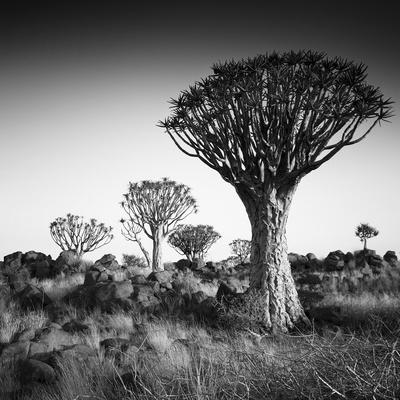 Photographic Print, , small