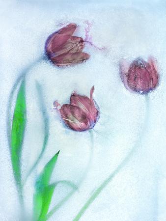 Photographic Print, , small