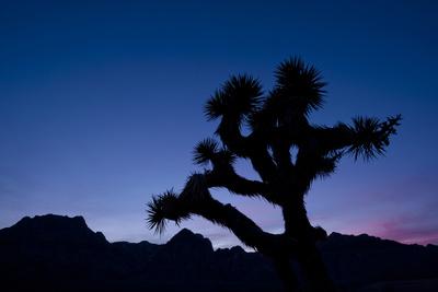 Photographic Print, , small