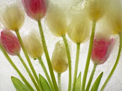 Photographic Print, , small