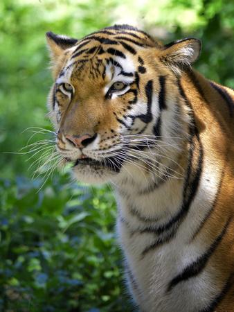 Photographic Print, , small