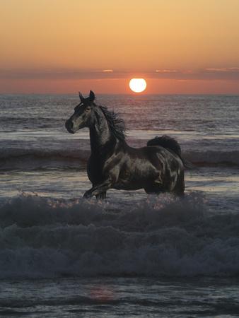 Photographic Print, , small