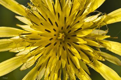 Photographic Print, , small