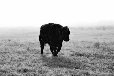 Photographic Print, , small