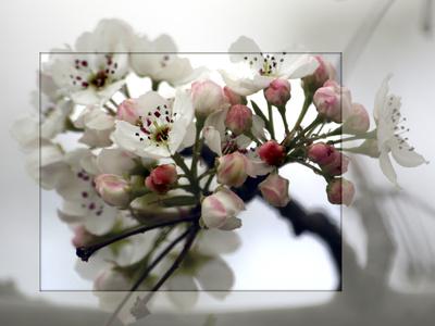 Photographic Print, , small