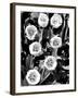 Tulip Group 2-Jeff Pica-Framed Photographic Print