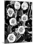 Tulip Group 2-Jeff Pica-Mounted Photographic Print