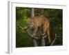 Mountain Lion Stare-Galloimages Online-Framed Photographic Print