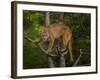 Mountain Lion Stare-Galloimages Online-Framed Photographic Print