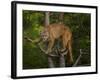 Mountain Lion Stare-Galloimages Online-Framed Photographic Print