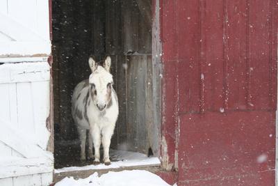 Photographic Print, , small
