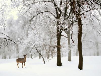 Photographic Print, , small