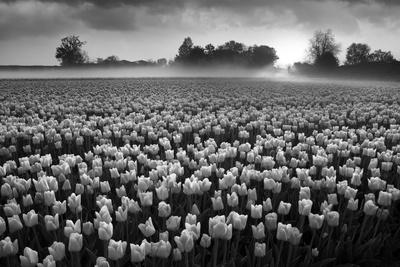 Photographic Print, , small