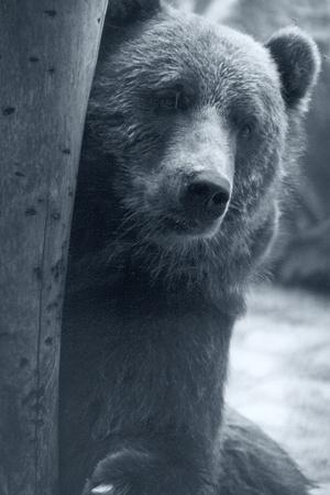 Photographic Print, , small