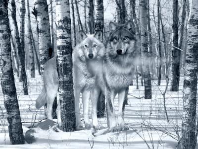 Photographic Print, , small