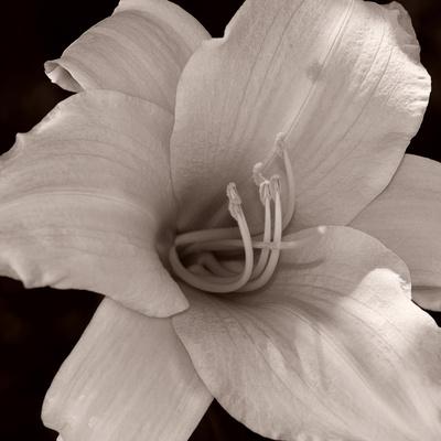 Photographic Print, , small