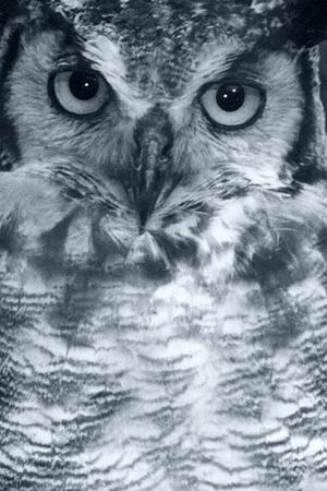 Photographic Print, , small