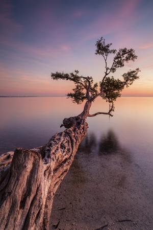 Photographic Print, , small