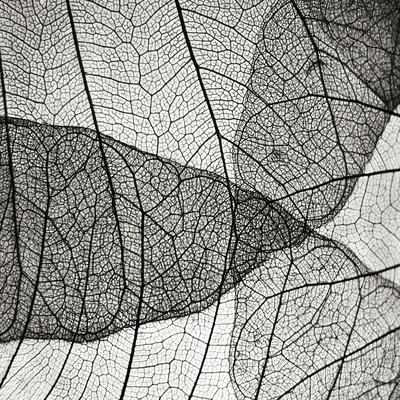Photographic Print, , small