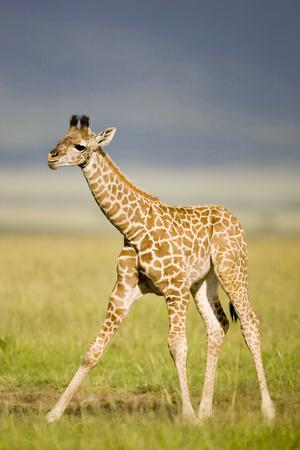 Photographic Print, , small