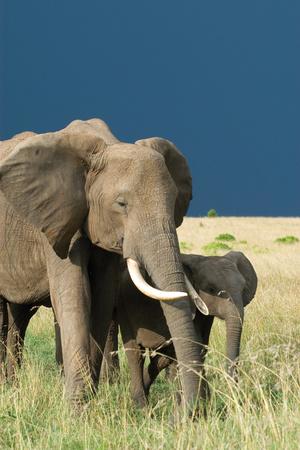 Photographic Print, , small