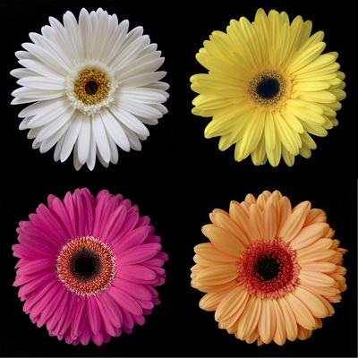 Photographic Print, , small