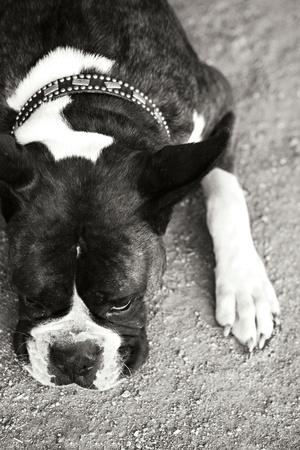 Photographic Print, , small