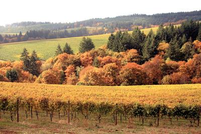 Photographic Print, , small