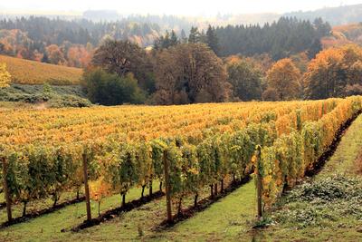 Photographic Print, , small